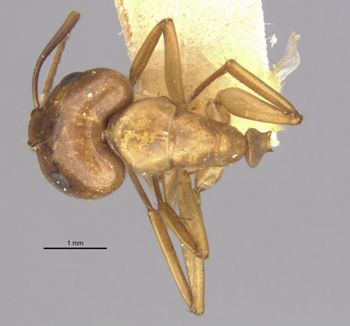 Media type: image;   Entomology 21461 Aspect: habitus dorsal view